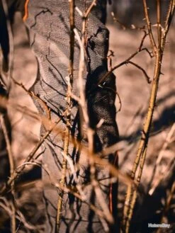 Pantalon Pinewood THORN RESISTANT 17 Pantalon Pinewood THORN RESISTANT -Matériel De Pêche 00009 Pantalon Pinewood THORN RESISTANT 42